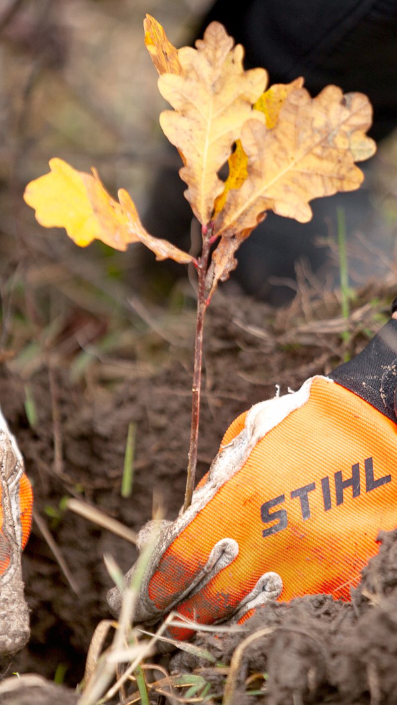 Mit STIHL-Handschuh gehaltene junge Eichenpflanze mit gelben Bl&auml;ttern wird in lockere Erde gesetzt, Fokus auf Nachhaltigkeit