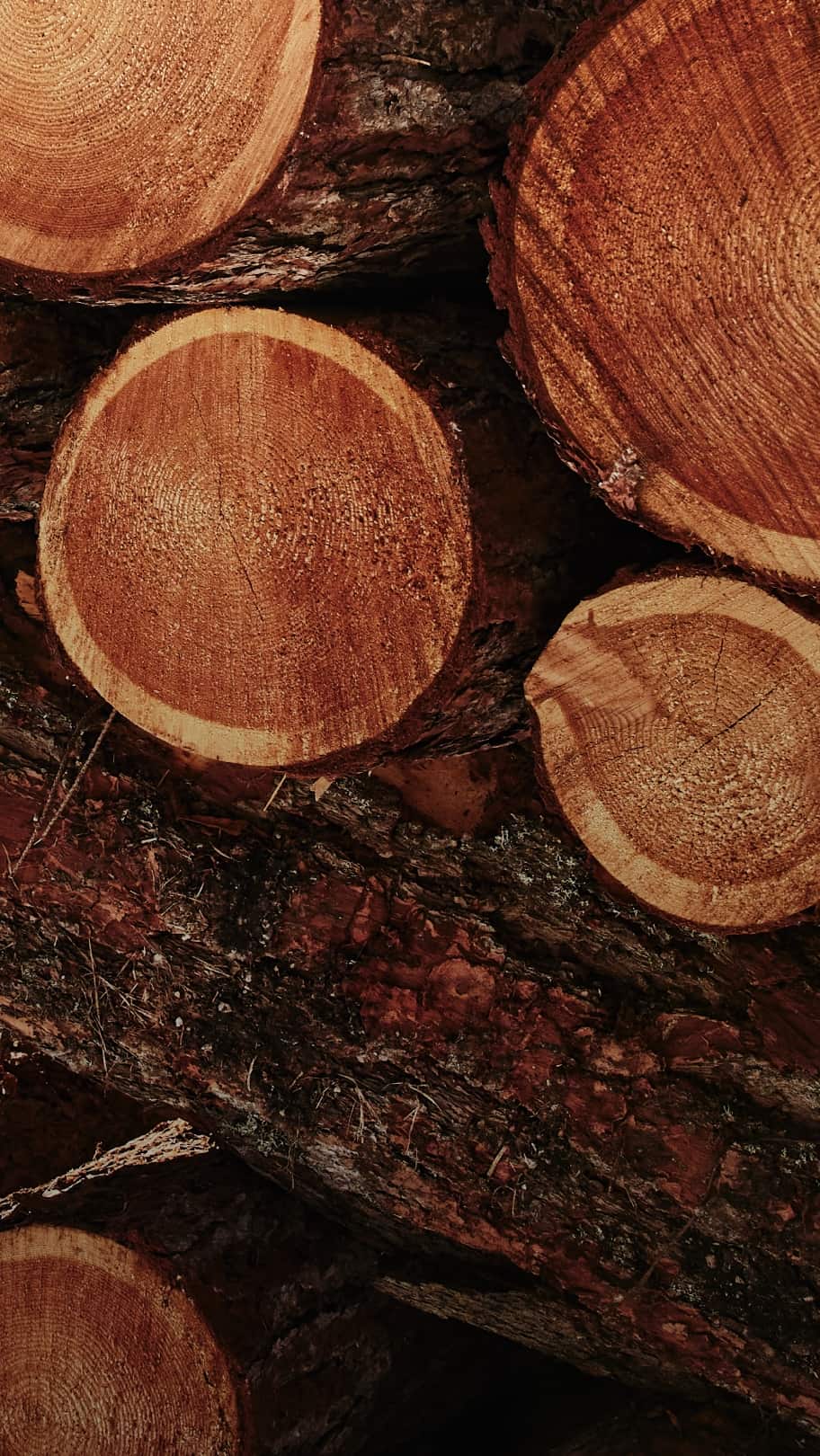 G&auml;rtner auf Dachgarten nutzt langen Hochentaster zum Schneiden eines Baums neben einer Treppe unter klarem Himmel.