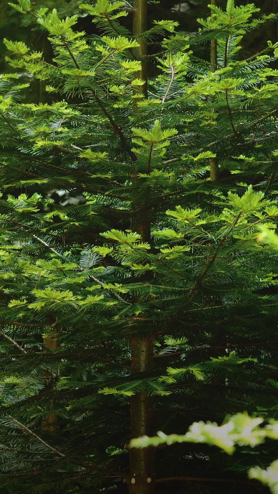 G&auml;rtner auf Dachgarten nutzt langen Hochentaster zum Schneiden eines Baums neben einer Treppe unter klarem Himmel.