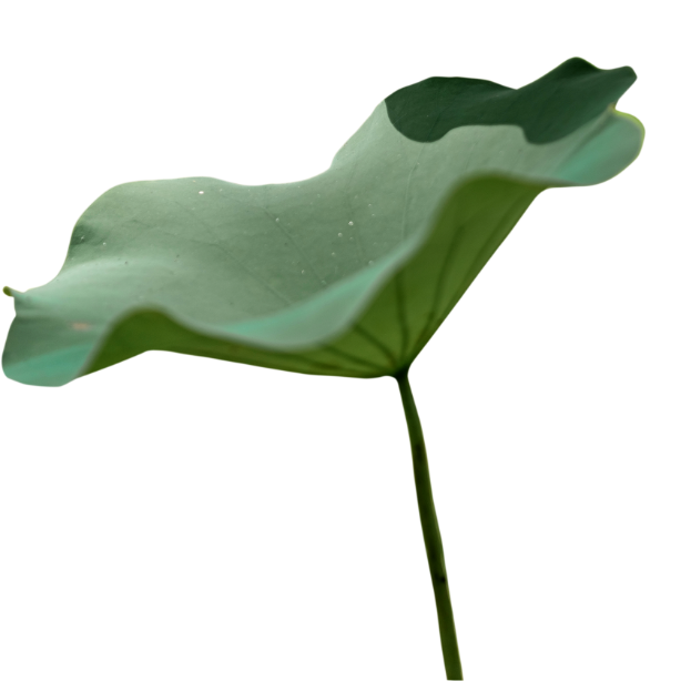 Gro&szlig;es Blatt rechts